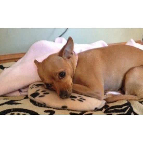 Snugglesafe Microwave Heat Pad for Dogs and Cats