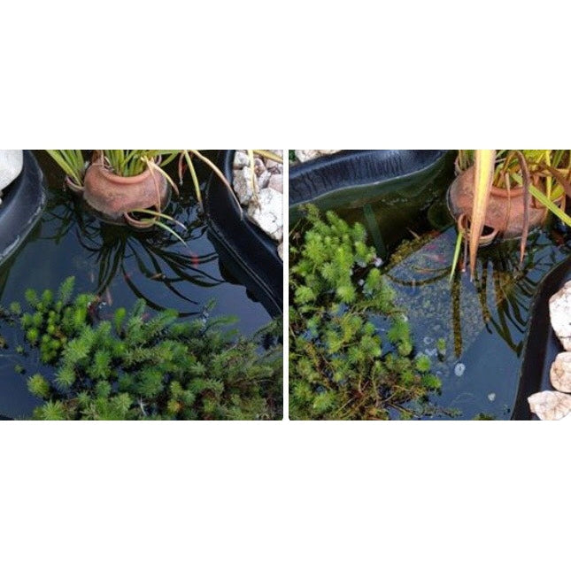 Splosht Pond/Water Feature Water Cleaner Small