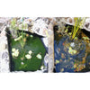 Splosht Pond/Water Feature Water Cleaner Small