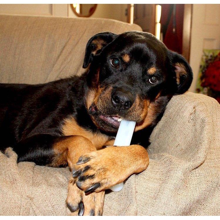 SPORN MARROW BONE EXTRA LARGE - Habitat Pet Supplies Altona & Chirnside Park