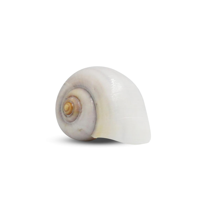 The Krabooz Undercover Natural Shell Large*