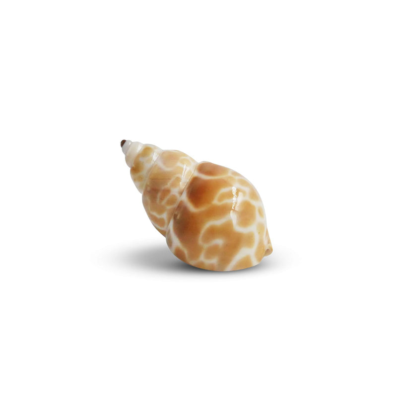 The Krabooz Undercover Natural Shell Large*