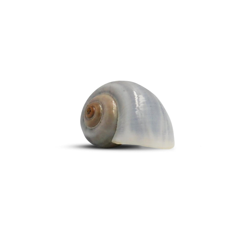 The Krabooz Undercover Natural Shell Large*