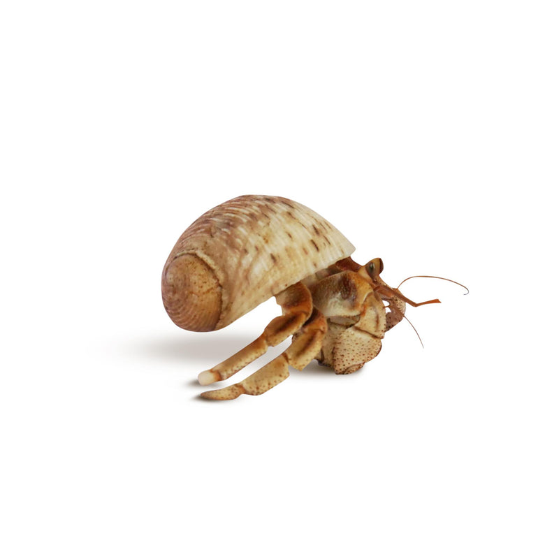 The Krabooz Undercover Natural Shell Large*