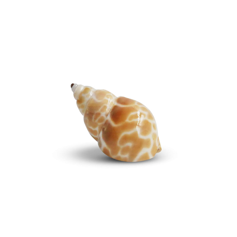 The Krabooz Undercover Natural Shell Medium*