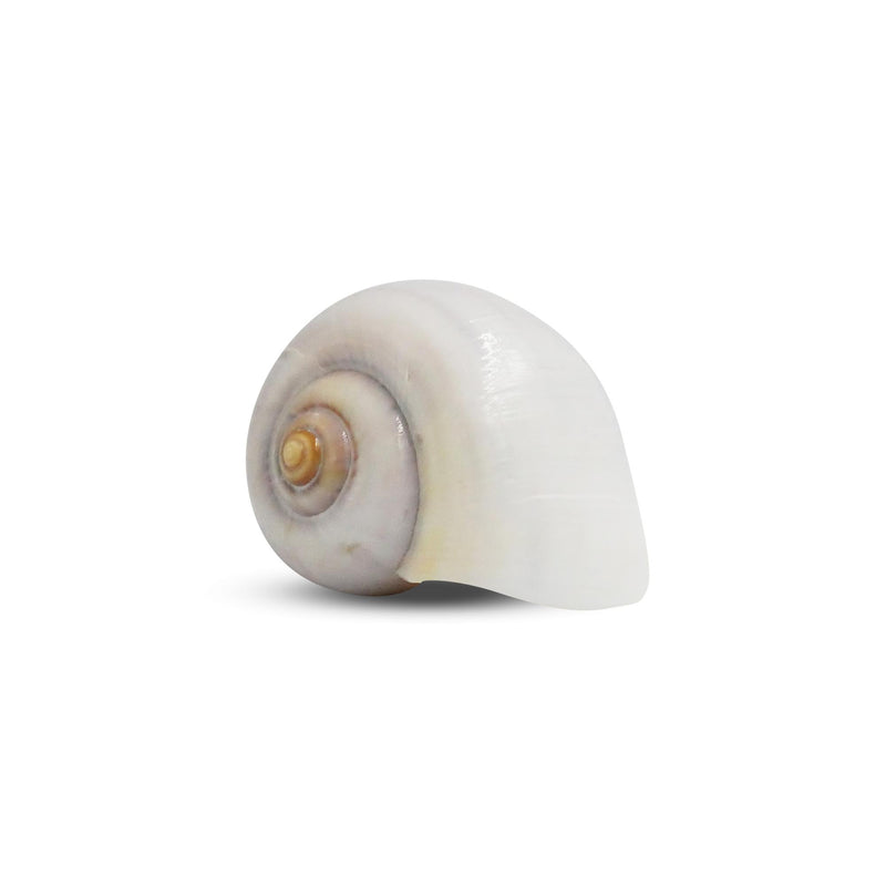 The Krabooz Undercover Natural Shell Medium*