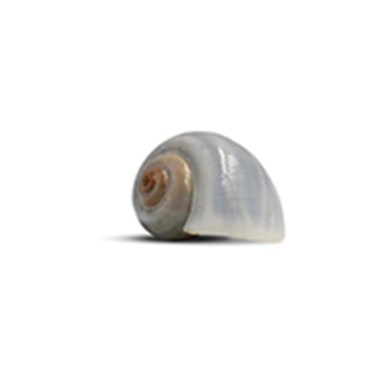 The Krabooz Undercover Natural Shell Medium*