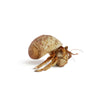 The Krabooz Undercover Natural Shell Medium*