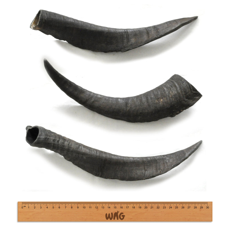 WAG GOAT HORN LARGE - Habitat Pet Supplies Altona & Chirnside Park