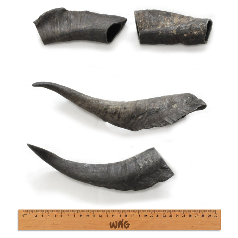 WAG GOAT HORN MEDIUM - Habitat Pet Supplies Altona & Chirnside Park