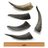 WAG GOAT HORN SMALL - Habitat Pet Supplies Altona & Chirnside Park