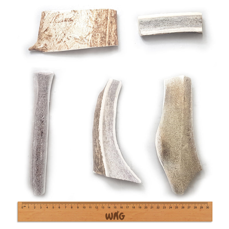 WAG ANTLER SPLIT SMALL - Habitat Pet Supplies Altona & Chirnside Park