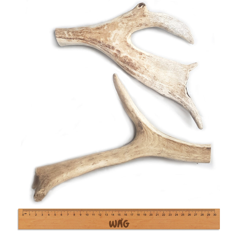 WAG WHOLE LARGE ANTLER - Habitat Pet Supplies Altona & Chirnside Park