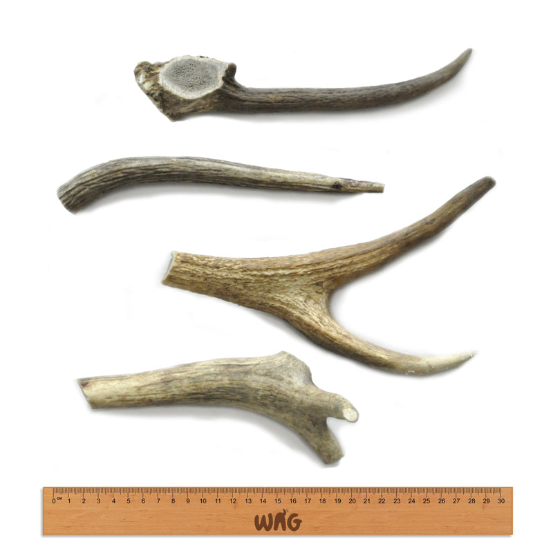 WAG WHOLE MEDIUM ANTLER - Habitat Pet Supplies Altona & Chirnside Park
