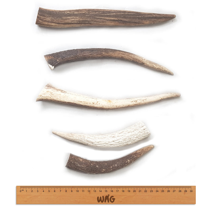 WAG WHOLE SMALL ANTLER - Habitat Pet Supplies Altona & Chirnside Park