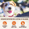 Wellness CORE Simply Shreds Shredded Chicken, Salmon and Pumpkin Wet Dog Food 79g x 12