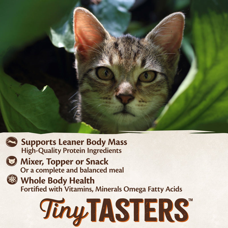 Wellness CORE Tiny Tasters Chicken and Turkey Paté Wet Cat Food 50g x 12