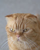 LitterLocker Cat Litter Box Mat