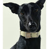 frank green Blushed Dog Collar and Tag Small