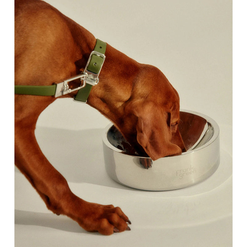 frank green Stainless Steel Dog Bowl Small
