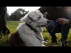 Anipal Billie the Bilby Recycled Dog Collar Medium***